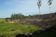 Grande �rea de reflorestamento pega fogo no bairro Lagoa, em Gaspar