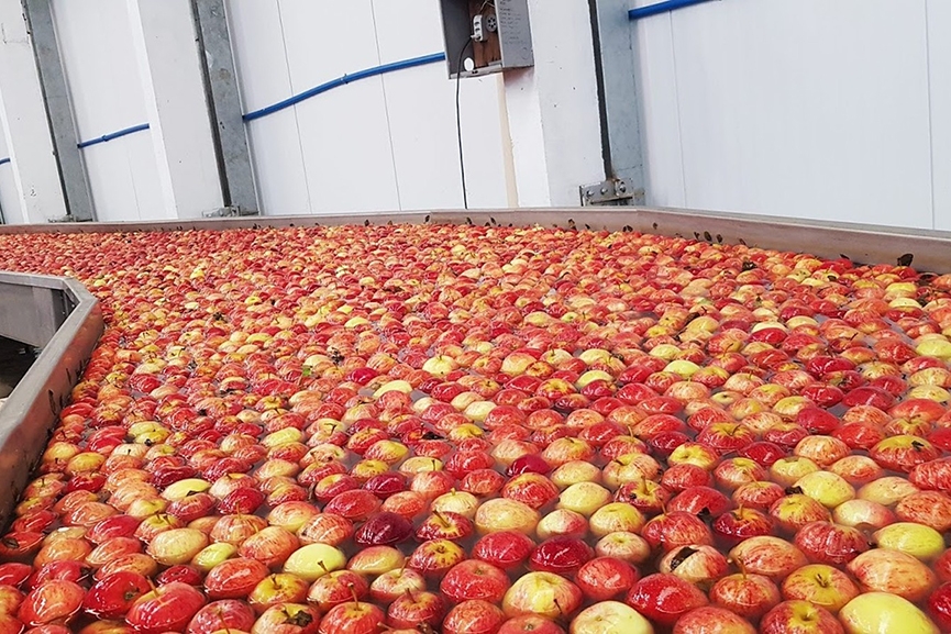 São Joaquim recebe cerca de 5 mil trabalhadores para a colheita da maçã