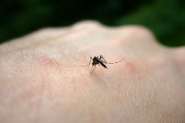 Blumenau registra primeiro caso de dengue do ano