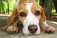 Vereadores de Gaspar analisam projeto que pro�be abandono de animais dom�sticos nas ruas 