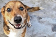 Feirinha de Ado��o da Agapa acontece no s�bado no Centro de Gaspar