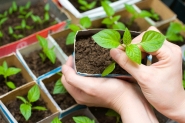 Distribui��o de mudas frut�feras acontece no Centro de Gaspar