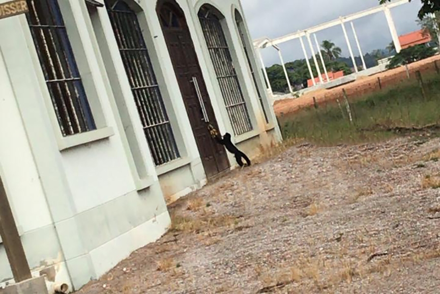 Macaco-prego � flagrado na rua da Igreja Santa Clara, em Gaspar