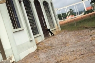 Macaco-prego � flagrado na rua da Igreja Santa Clara, em Gaspar