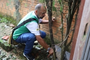 Larvas do mosquito transmissor da dengue são encontradas em Gaspar