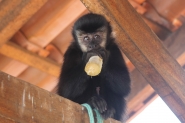 Macaco-prego causa transtornos no bairro Poço Grande, em Gaspar