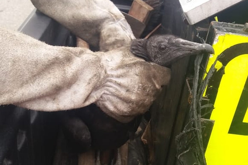 Urubu na BR-101 causa lentid�o e motoqueiro morre ao frear e cair embaixo de caminh�o