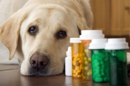Agapa alerta sobre casos de Cinomose Canina em Gaspar