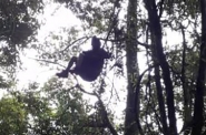 Bombeiros de Gaspar resgatam homem após queda de parapente