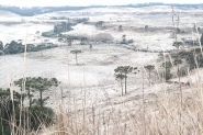 Serra catarinense amanhece com temperaturas negativas e formação de geada