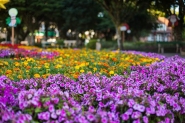 Entidades podem adotar canteiros e jardins de Gaspar