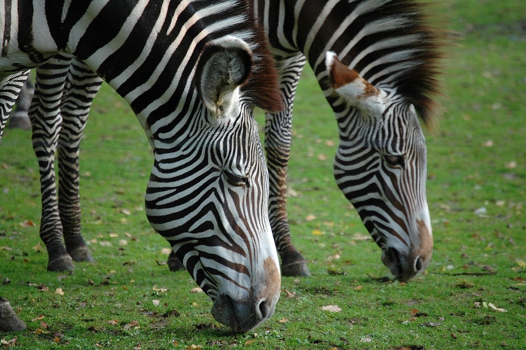 5 animais que podem nos ajudar a vencer doenas da humanidade