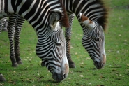 5 animais que podem nos ajudar a vencer doenas da humanidade