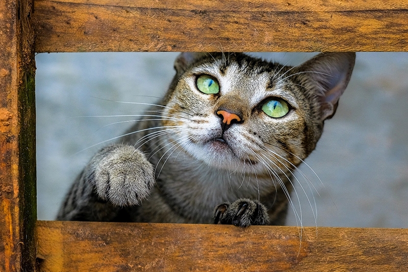 Fotógrafa catarinense ganha prêmio internacional com foto de gata