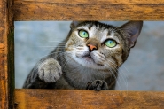 Fot�grafa catarinense ganha pr�mio internacional com foto de gata