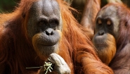 Orangotangos conseguem controlar suas vozes assim como os humanos