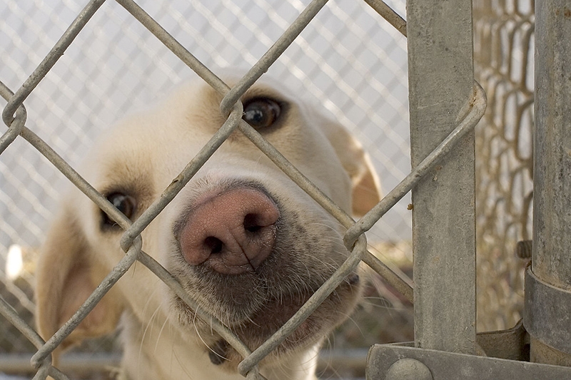 Abrigo de animais São Francisco promove pedágio no sábado em Gaspar