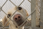 Abrigo de animais S�o Francisco promove ped�gio no s�bado em Gaspar
