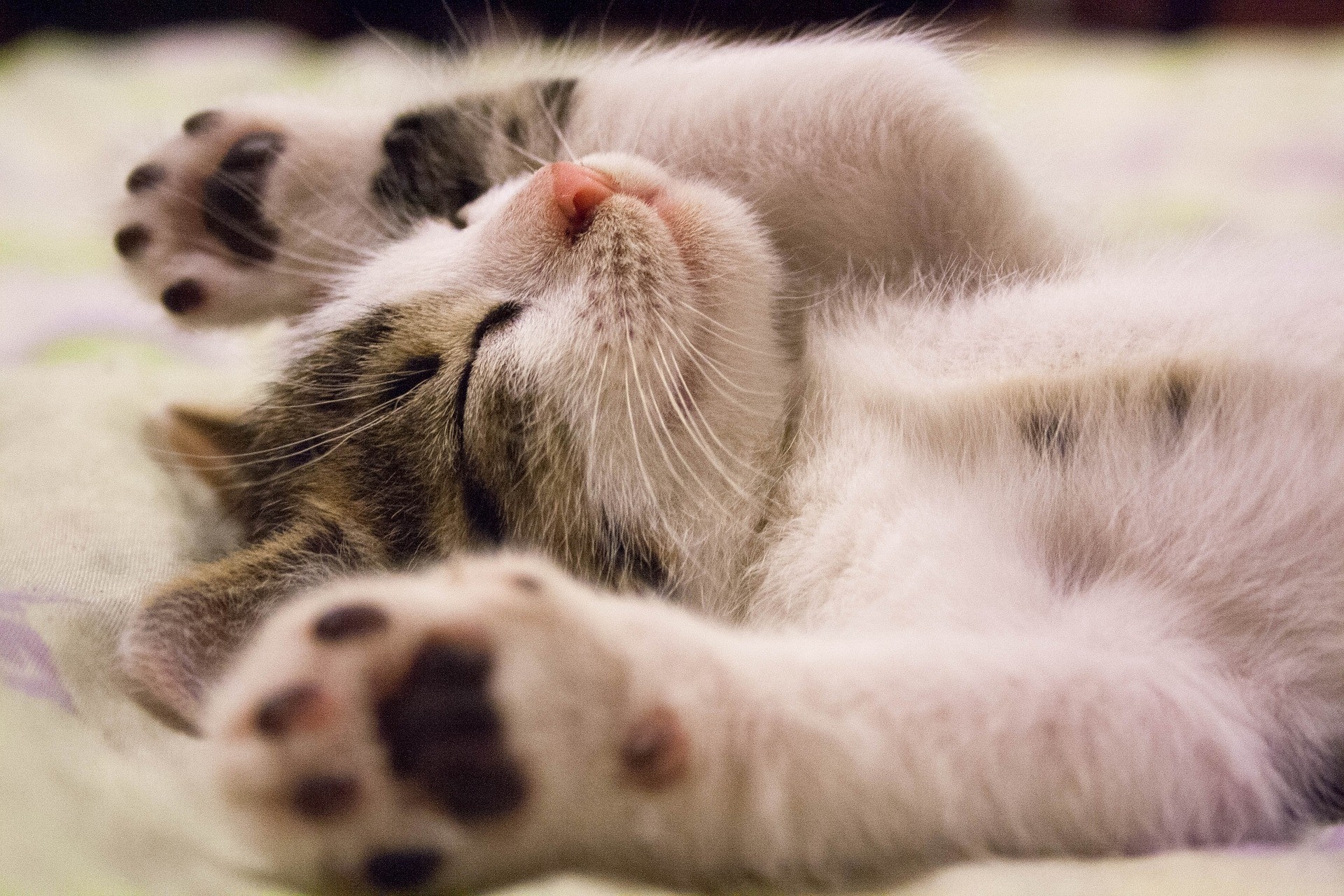 Conhea cinco curiosidades sobre os gatos domsticos