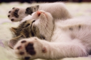 Conhea cinco curiosidades sobre os gatos domsticos