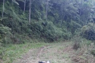 Corpo sem cabeça encontrado em Gaspar é de jovem de 19 anos