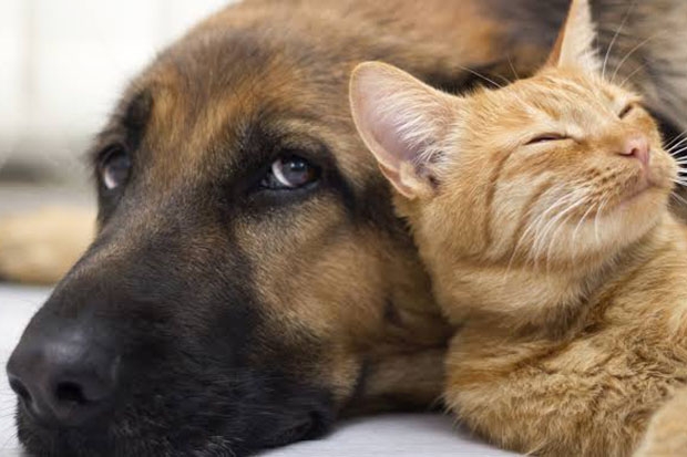 Agapa luta para diminuir n�mero de animais em situa��o de rua 