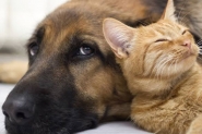 Agapa luta para diminuir n�mero de animais em situa��o de rua 
