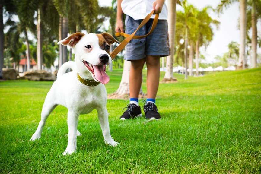 Prefeitura de Blumenau libera pets no Parque Ramiro e Vila Germ�nica