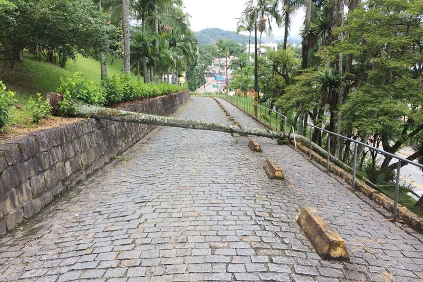 Palmeira de mais de 10 metros cai no morro da Igreja Matriz de Gaspar