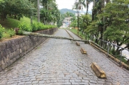 Palmeira de mais de 10 metros cai no morro da Igreja Matriz de Gaspar