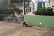 Tamandu� � flagrado no Centro de Gaspar