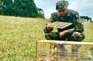 Pol�cia Ambiental solta p�ssaros silvestres apreendidos na Serra de SC