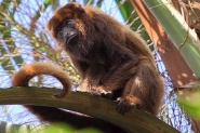 Sete macacos morrem em Blumenau este ano com suspeita de febre amarela