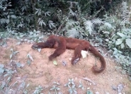 Gaspar registra morte de macaco e vigilância analisa suspeita de febre amarela
