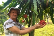 Produção de Pitayas cresce na agricultura familiar do bairro Belchior