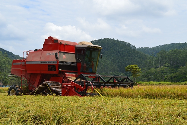 Agricultores gasparenses mant�m boa colheita de arroz em 2020