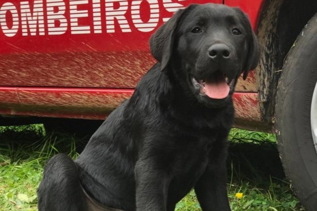 Conheça o cão Sasuke, um dos novos integrantes do Corpo de Bombeiros de SC