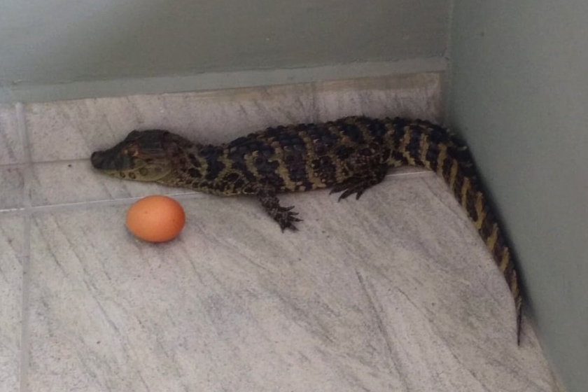 Filhote de jacar� � encontrado dentro de creche em Crici�ma