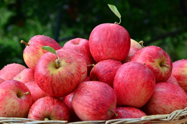 Santa Catarina dá início à colheita da maçã