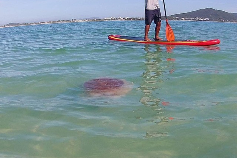 Medusa gigante rara � vista na Ilha do Campeche, em Florian�polis