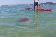 Medusa gigante rara � vista na Ilha do Campeche, em Florian�polis