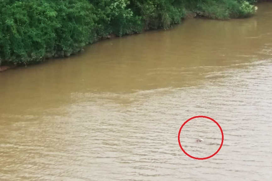 Corpo em avançado estado de decomposição é encontrado no rio Itajaí-Açu, em Gaspar