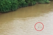 Corpo em avan�ado estado de decomposi��o � encontrado no rio Itaja�-A�u, em Gaspar