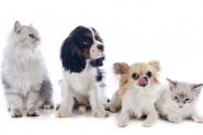 Animais de estima��o pegam ou transmitem coronav�rus?