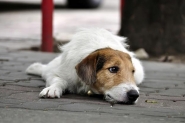 Convênio entre Prefeitura de Gaspar e ONG que cuida de animais é suspenso