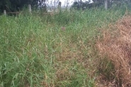 Corpo em avan�ado estado de decomposi��o � encontrado na BR-470, em Ilhota