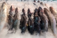 Vigil�ncia Sanit�ria de Gaspar alerta para venda irregular de pescados