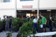 Gaspar prepara feira de mudas frut�feras com pre�os de R$7 a R$15
