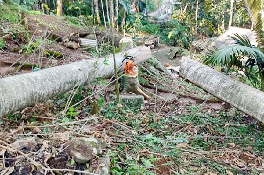 Homem morre ap�s ser atingido por tronco de �rvore em Blumenau