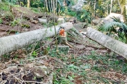 Homem morre ap�s ser atingido por tronco de �rvore em Blumenau